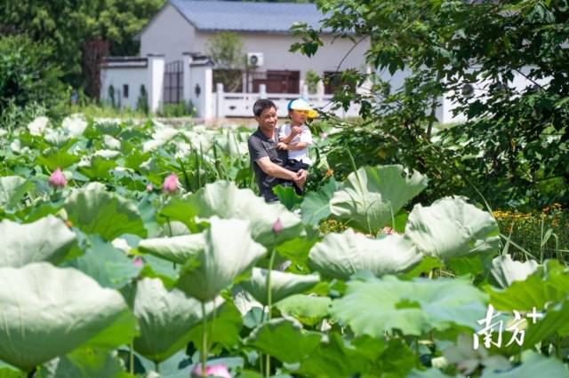 新宇村千亩荷塘里游客欣赏荷花，这里曾是黑臭鱼塘。